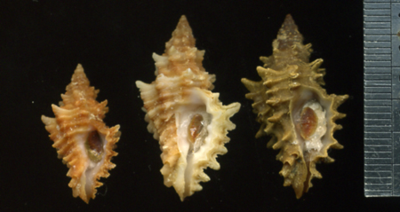 Muricopsis cristata